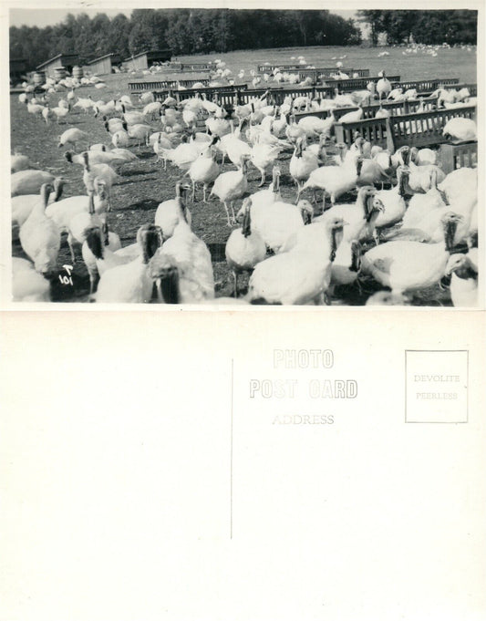 FARM SCENE w/ TURKEYS ANTIQUE REAL PHOTO POSTCARD RPPC