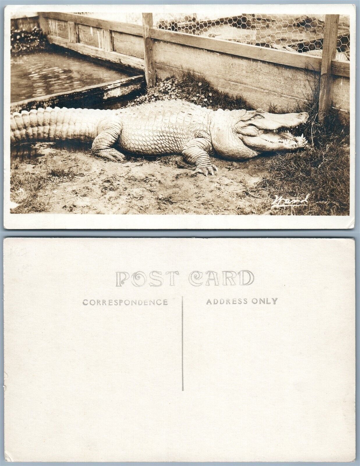 CROCODILE FARM ANTIQUE REAL PHOTO POSTCARD RPPC