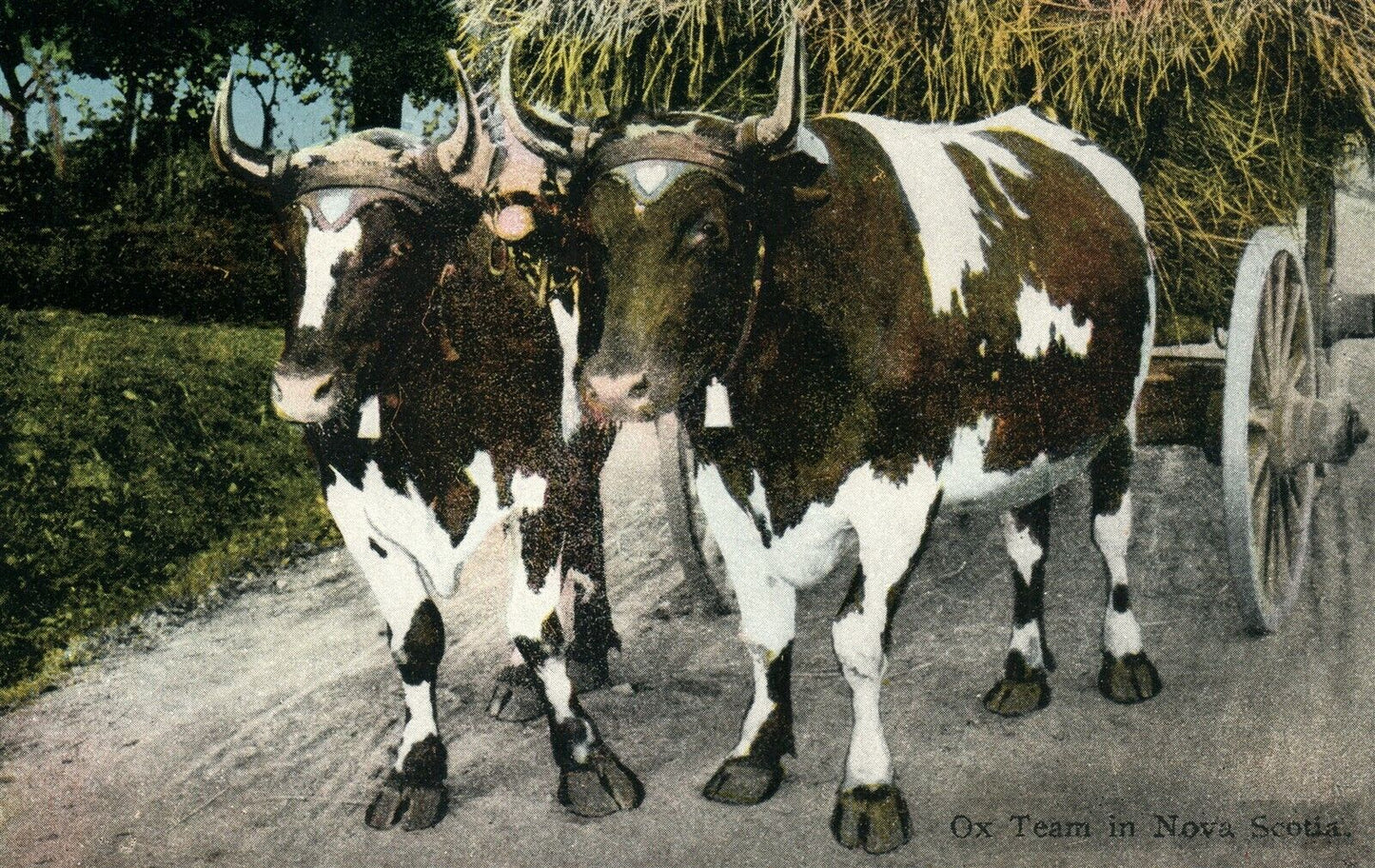 NOVA SCOTIA CANADA OX TEAM ANTIQUE POSTCARD
