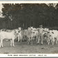 JESUP GA PURE BRED BRAHMAN CATTLE ANTIQUE REAL PHOTO POSTCARD RPPC