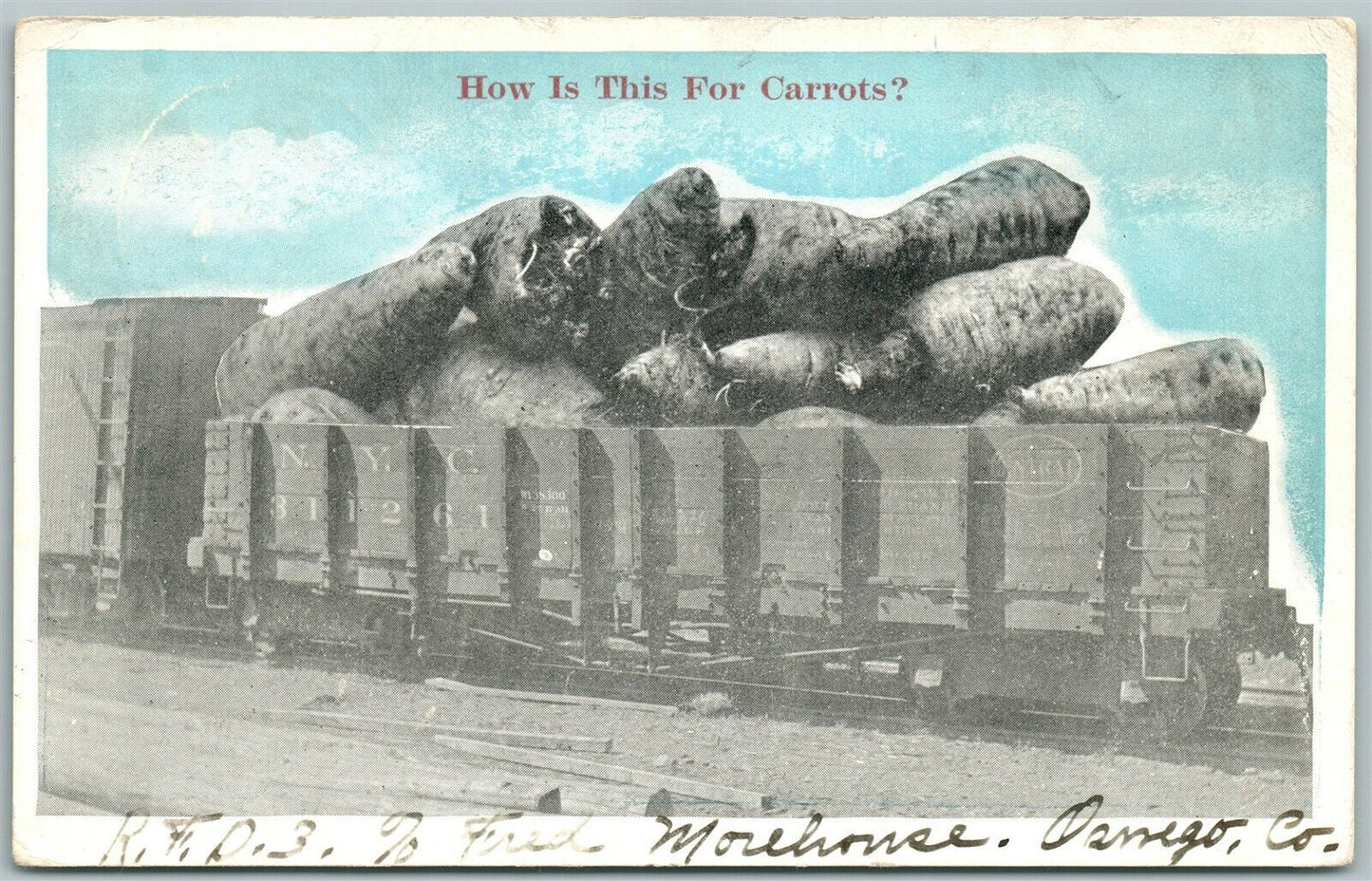 CARROTS EXAGGERATED 1919 ANTIQUE POSTCARD