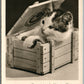 CRATED CAT VINTAGE REAL PHOTO POSTCARD RPPC