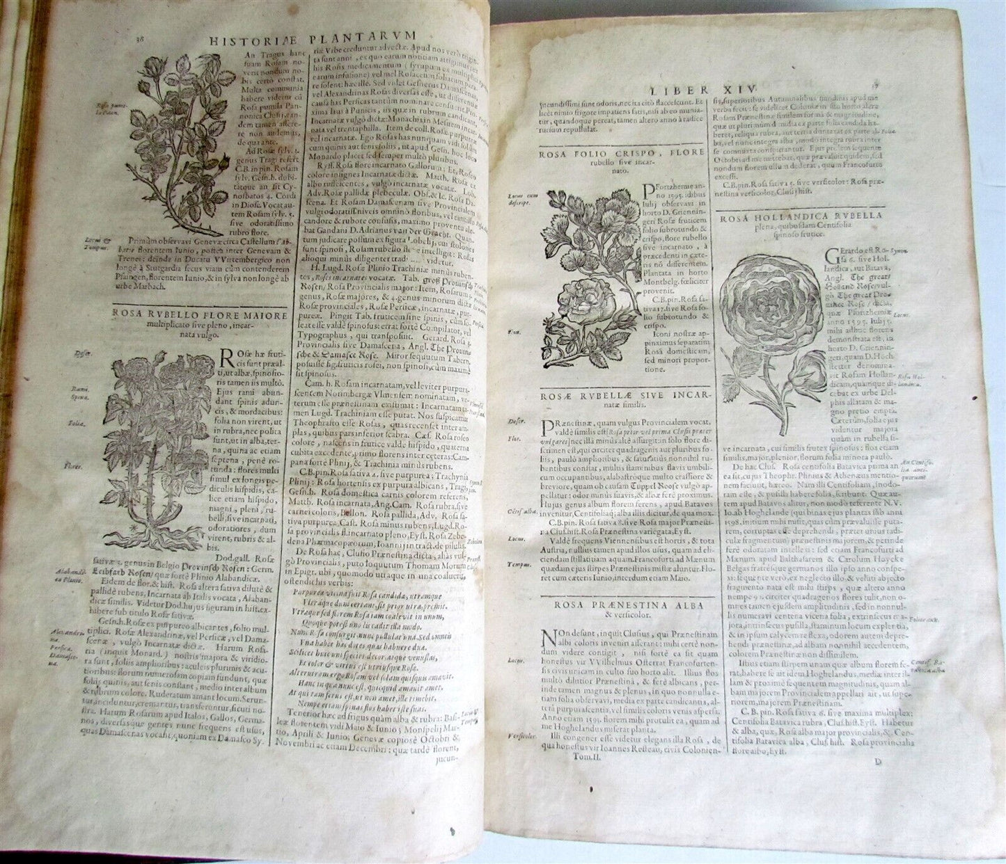 1651 HISTORIAE PLANTARUM UNIVERSALIS V.2 by J. Bauhin antique BOTANY ILLUSTRATED