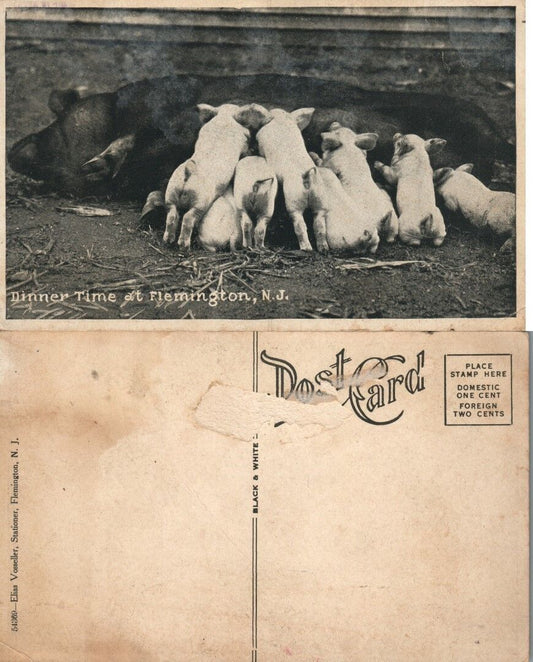 FLEMINGTON N.J. FARM SCENE w/ PIGS ANTIQUE POSTCARD