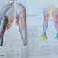 CIBA COLLECTION of MEDICAL ILLUSTRATIONS by FRANK H. NETTER reference & art book