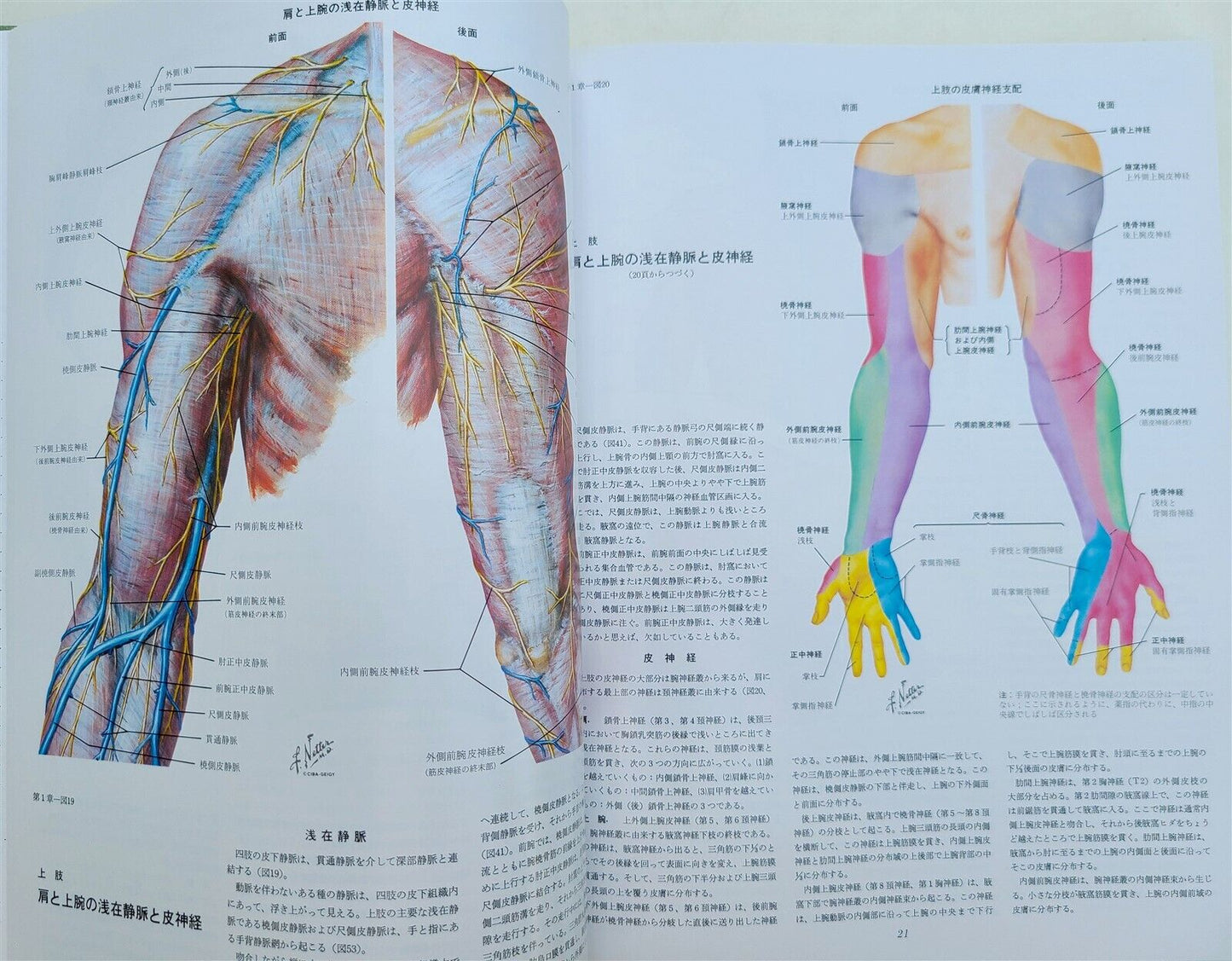 CIBA COLLECTION of MEDICAL ILLUSTRATIONS by FRANK H. NETTER reference & art book