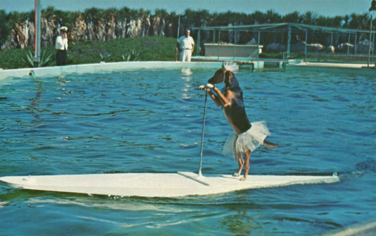 FLORIDA OCEANARIUM TRAINED DOG RIDES SURFBOARD 1963 VINTAGE POSTCARD