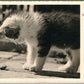 KITTY WATCHING THE BEETLE ANTIQUE REAL PHOTO POSTCARD RPPC