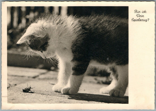 KITTY WATCHING THE BEETLE ANTIQUE REAL PHOTO POSTCARD RPPC