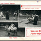 HORSE CIRCUS DENMARK ANTIQUE POSTCARD