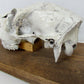 ANIMAL SKULL MOUNTED taxidermy