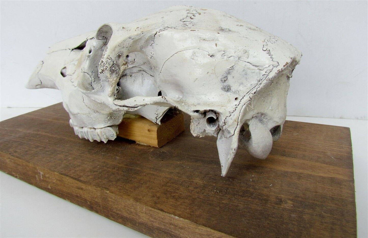 ANIMAL SKULL MOUNTED taxidermy