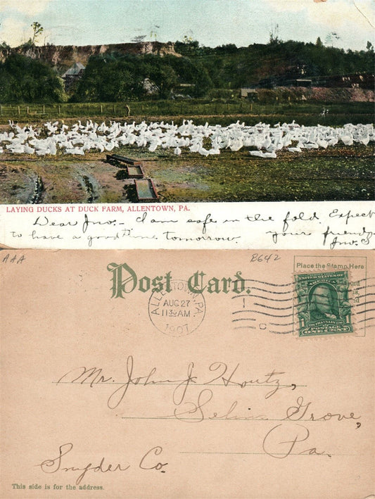 ALLENTOWN PA DUCK FARM 1907 UNDIVIDED ANTIQUE POSTCARD