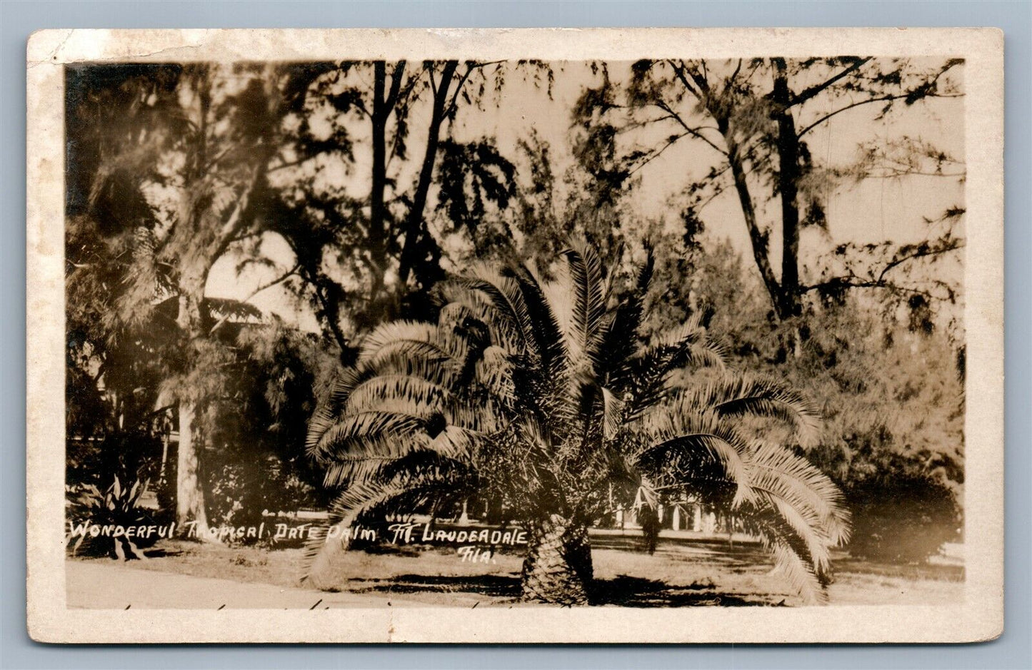 FT.LAUDERDALE FL DATE PALM ANTIQUE REAL PHOTO POSTCARD RPPC