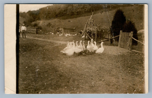 FARM SCENE w/ DUCKS ANTIQUE REAL PHOTO POSTCARD RPPC