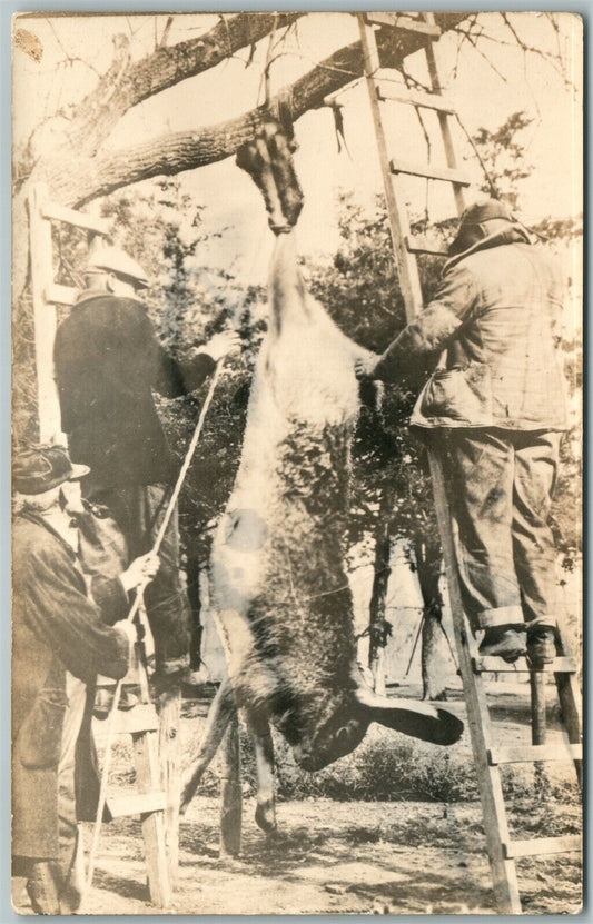 EXAGGERATED RABBIT PHOTOMONTAGE ANTIQUE REAL PHOTO POSTCARD RPPC