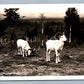 WILD MOUNTAIN SHEEP VINTAGE REAL PHOTO POSTCARD RPPC