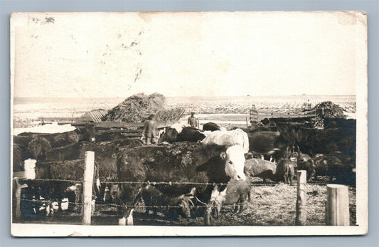 FARMING COWS & PIGS ANTIQUE REAL PHOTO POSTCARD RPPC