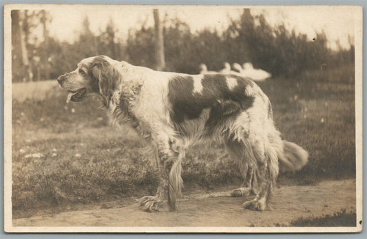 ENGLISH SETTER  DOG ANTIQUE REAL PHOTO POSTCARD RPPC