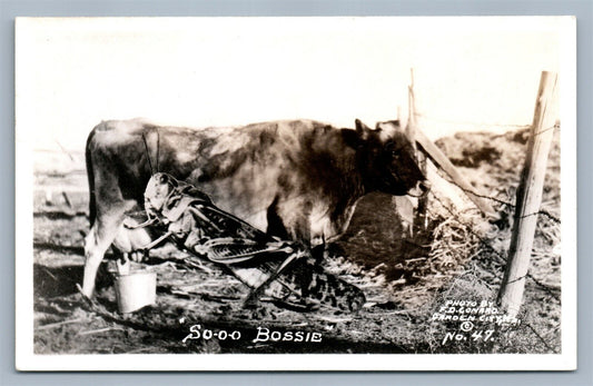 EXAGGERATED GRASSHOPER MILKING COW VINTAGE REAL PHOTO POSTCARD RPPC GARDEN CITY