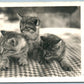 3 CUTE CATS ANTIQUE REAL PHOTO POSTCARD RPPC