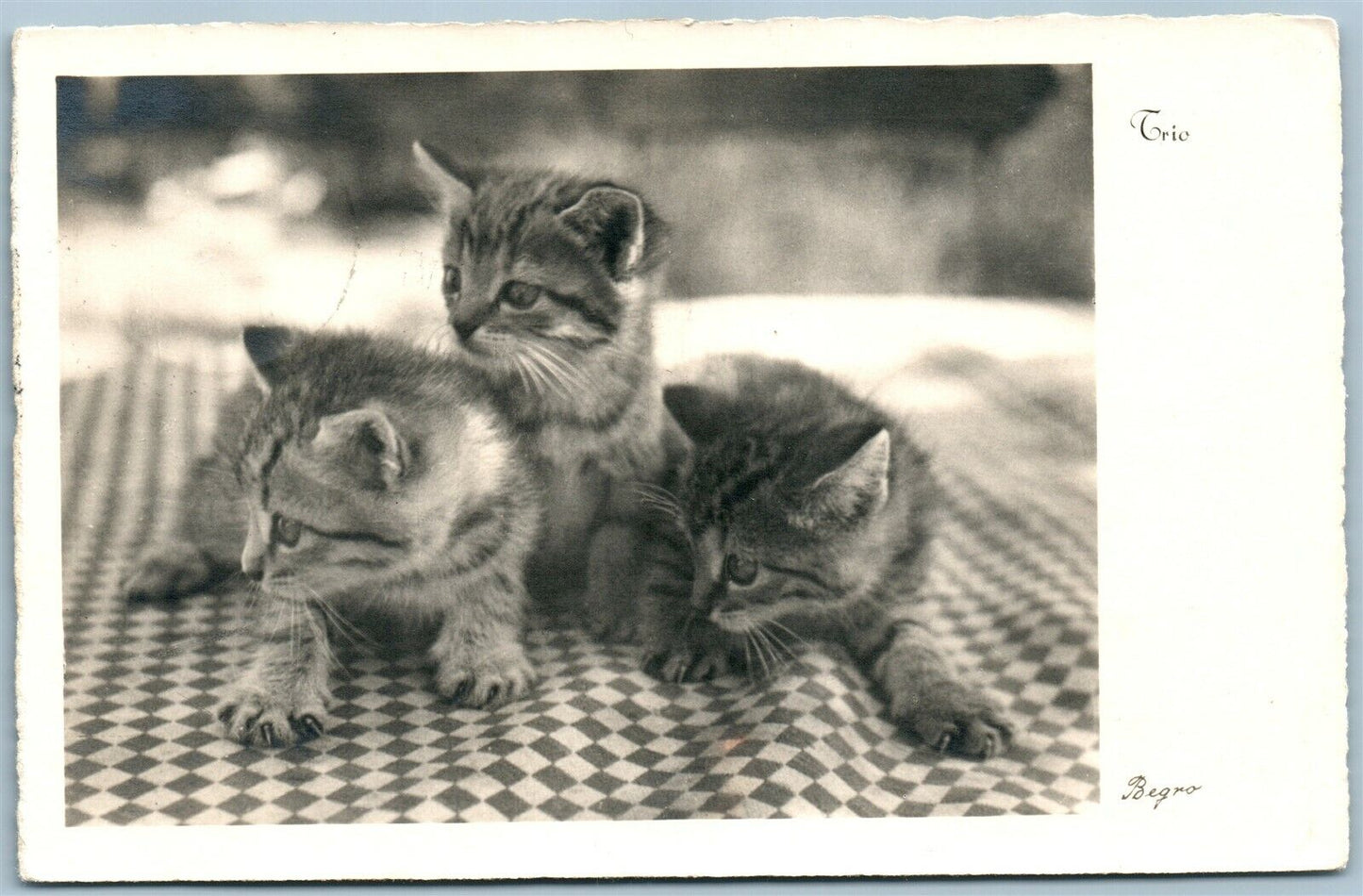 3 CUTE CATS ANTIQUE REAL PHOTO POSTCARD RPPC