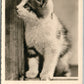 CUTE CAT VINTAGE REAL PHOTO POSTCARD RPPC