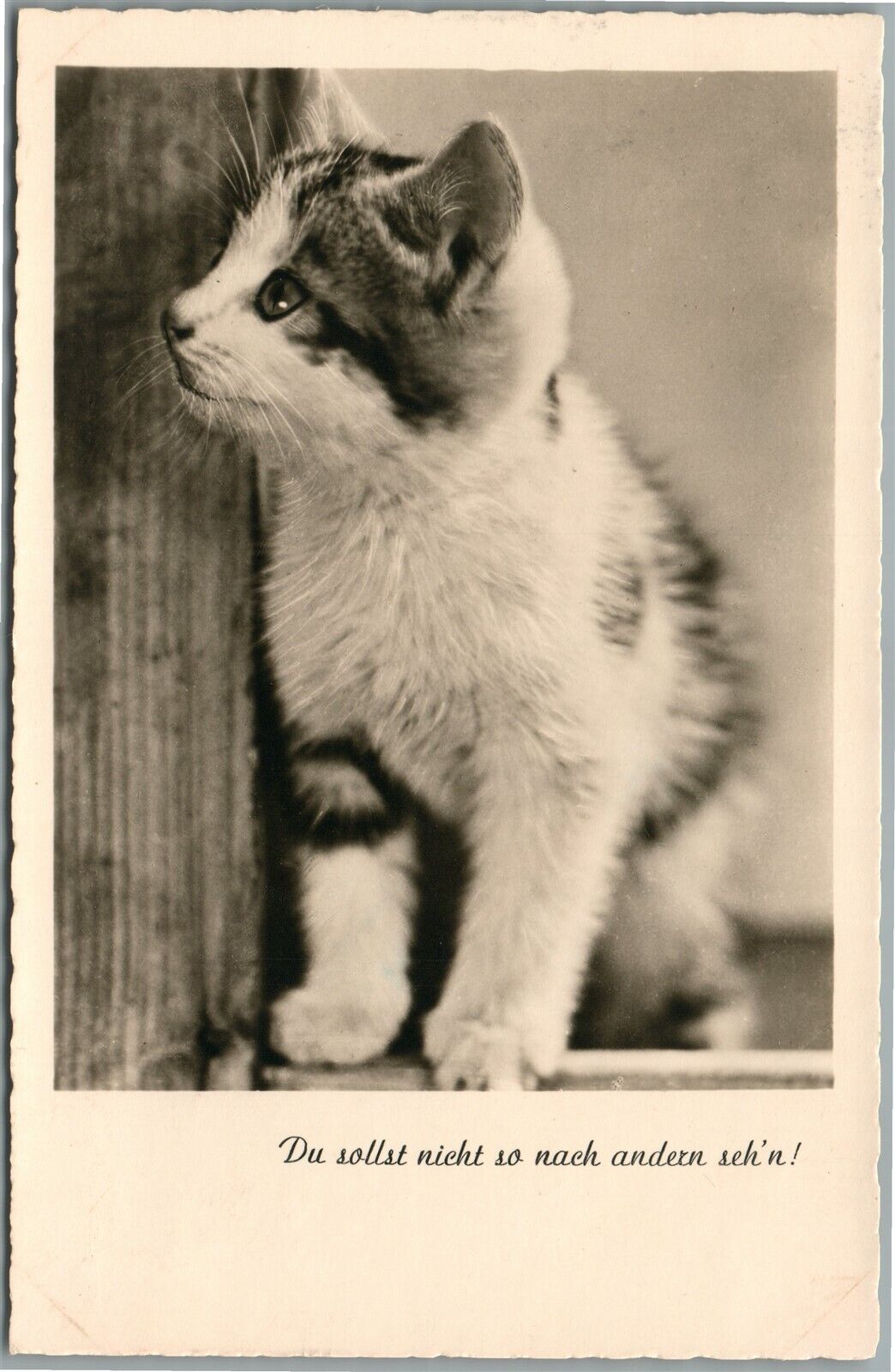 CUTE CAT VINTAGE REAL PHOTO POSTCARD RPPC