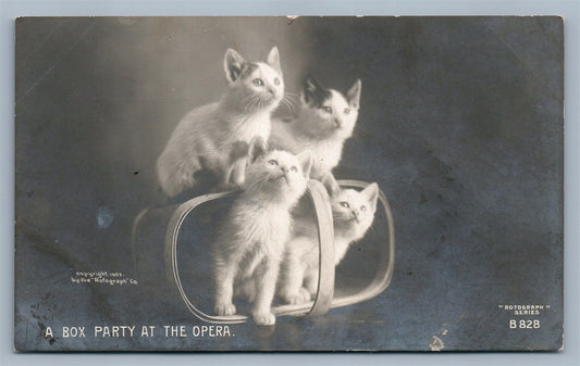 CATS BOX PARTY AT THE OPERA ANTIQUE REAL PHOTO POSTCARD RPPC