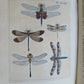 1770 ILLUSTRATIONS of NATURAL HISTORY of EXOTIC INSECTS by D.DRURY antique RARE