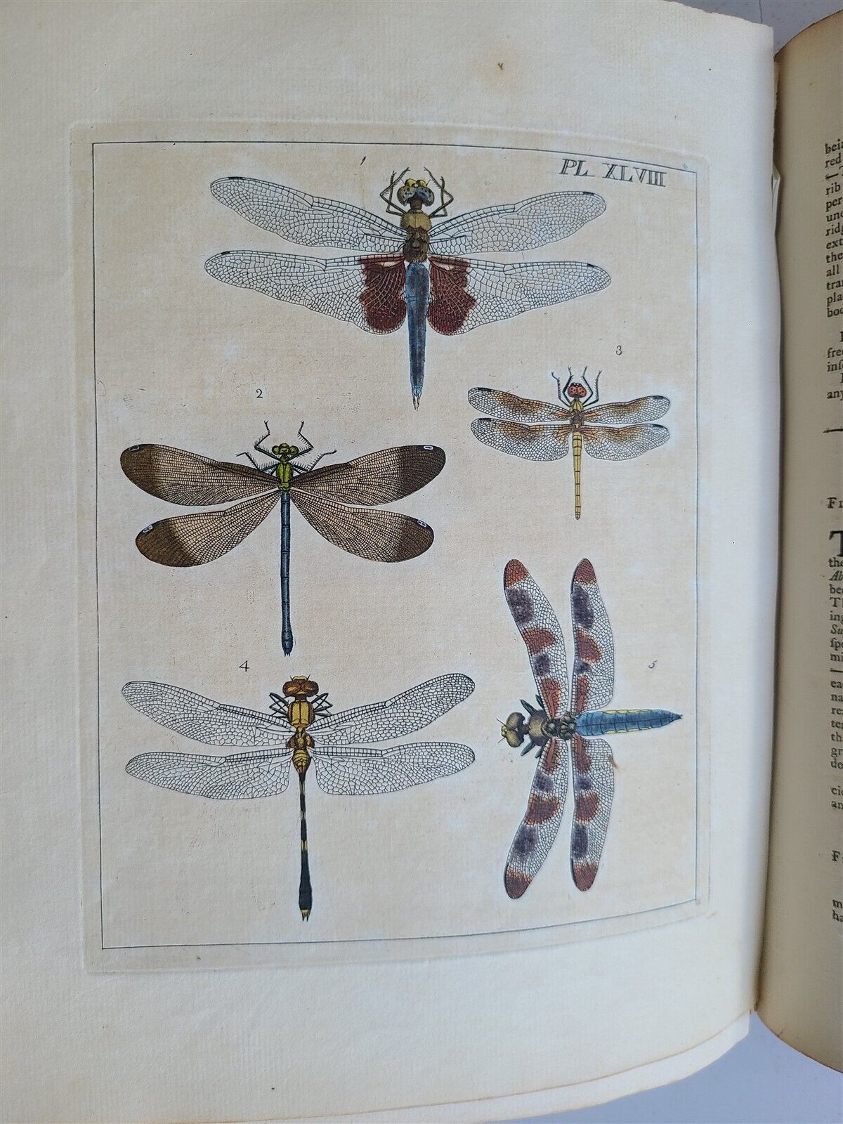 1770 ILLUSTRATIONS of NATURAL HISTORY of EXOTIC INSECTS by D.DRURY antique RARE