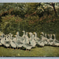 FERNDALE NJ DUCKS FARM GREETINGS ANTIQUE POSTCARD