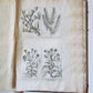 1714 ICONES PLANTARUM per GALLIAM HISPANIAM et ITALIAM Jacques BARRELIER antique