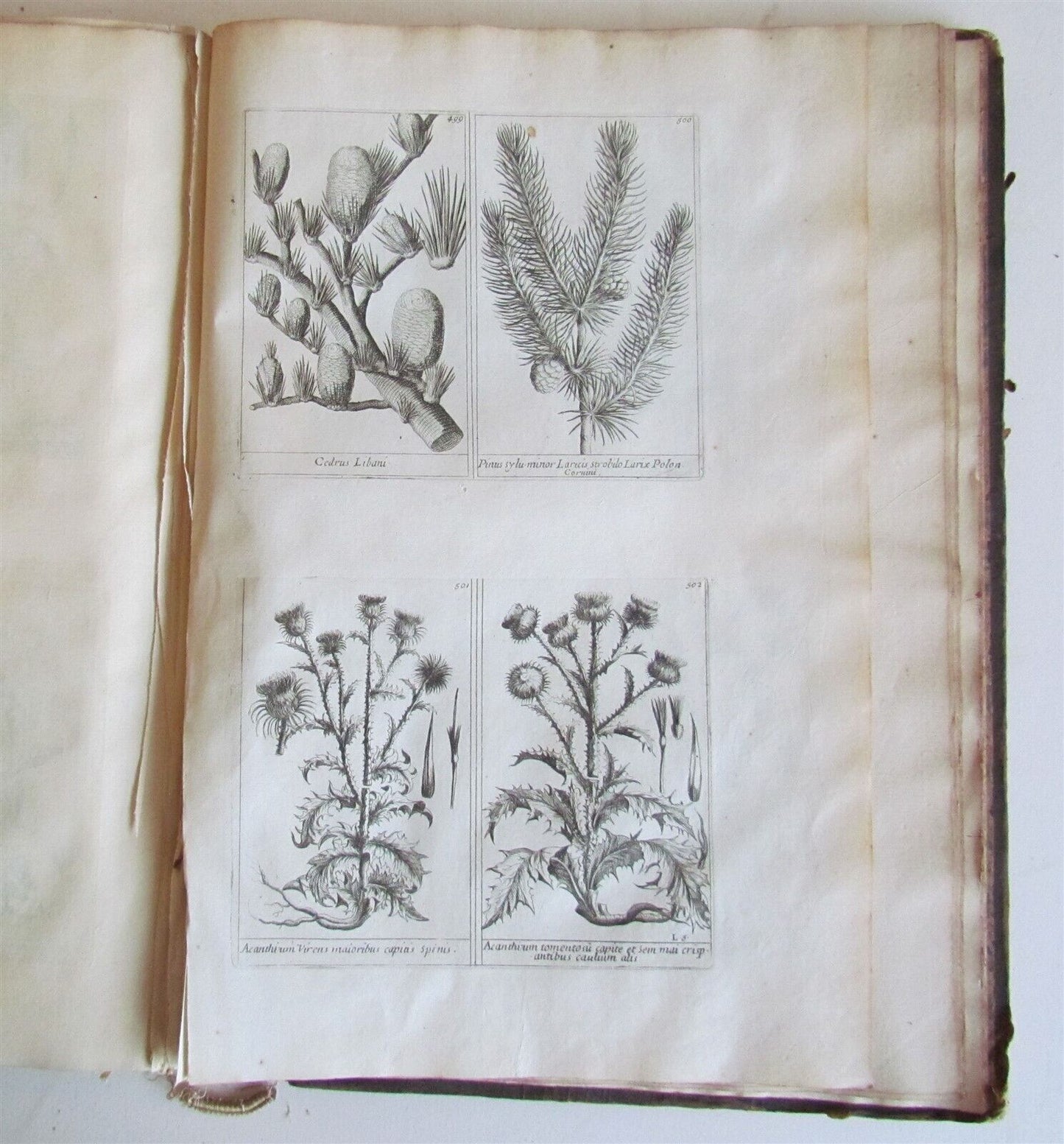 1714 ICONES PLANTARUM per GALLIAM HISPANIAM et ITALIAM Jacques BARRELIER antique