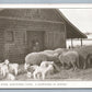 HARTFORD CT ELIZABETH PARK ANTIQUE POSTCARD farming