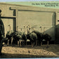BLOOMSBURG PA OSTRICH FARM ANTIQUE POSTCARD