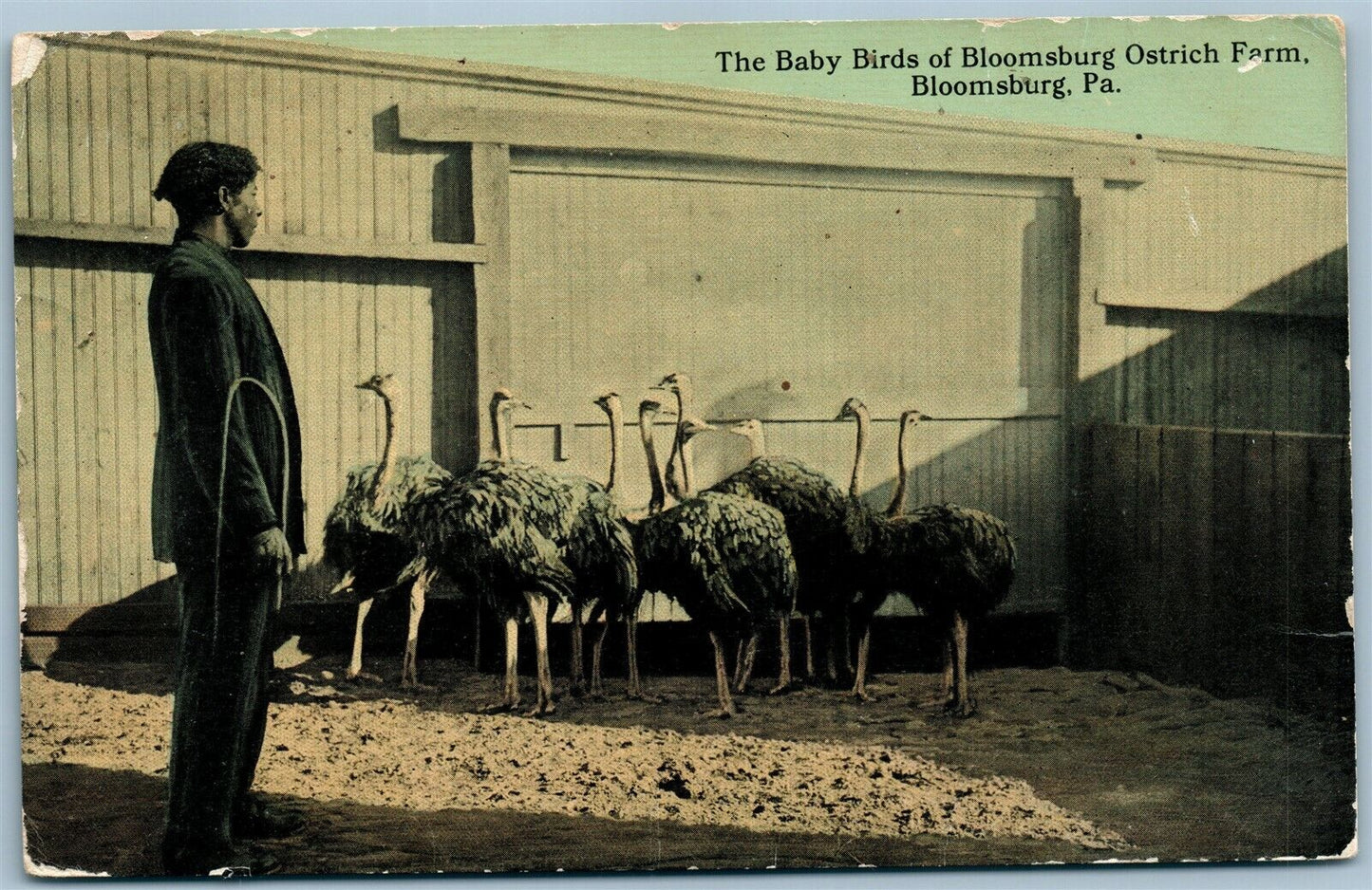BLOOMSBURG PA OSTRICH FARM ANTIQUE POSTCARD