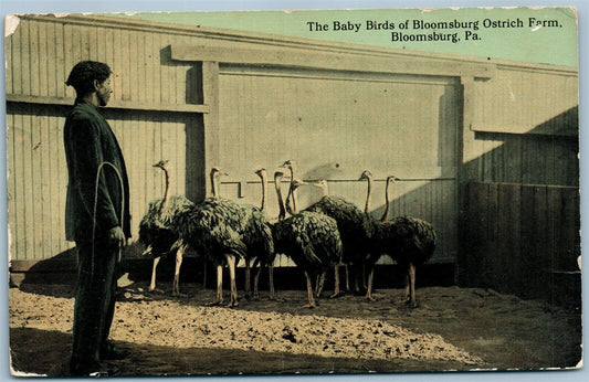 BLOOMSBURG PA OSTRICH FARM ANTIQUE POSTCARD