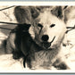 HUSKY DOG ANTIQUE REAL PHOTO POSTCARD RPPC