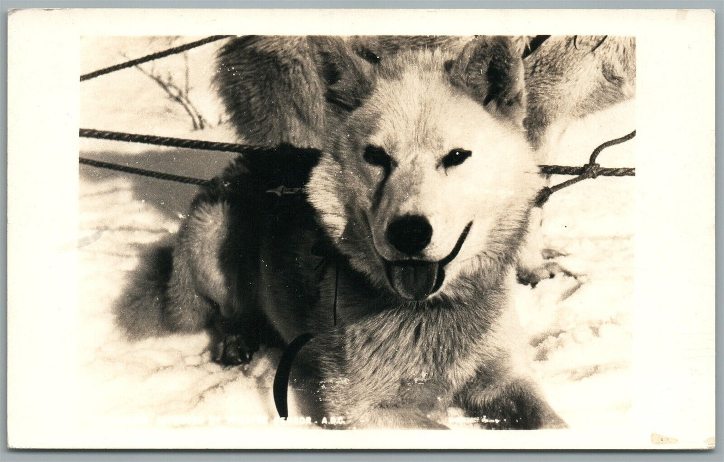 HUSKY DOG ANTIQUE REAL PHOTO POSTCARD RPPC