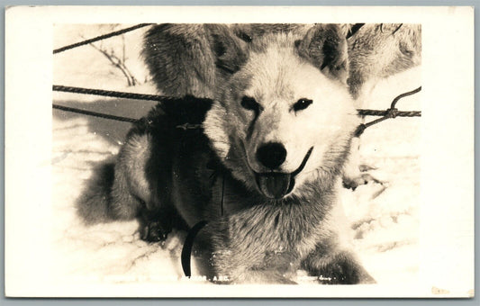 HUSKY DOG ANTIQUE REAL PHOTO POSTCARD RPPC