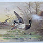 1907 VINTAGE UNDIVIDED POSTCARD - ARTIST SIGNED DUCKS by Wm.S.IRETON