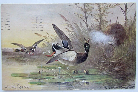 1907 VINTAGE UNDIVIDED POSTCARD - ARTIST SIGNED DUCKS by Wm.S.IRETON