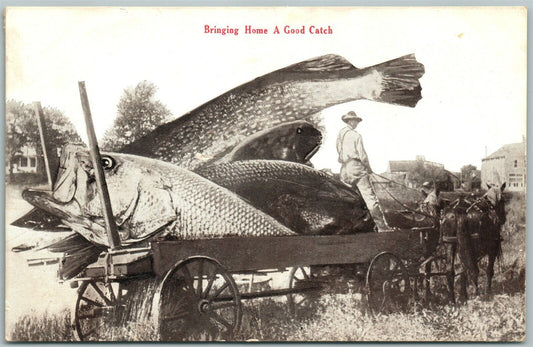 EXAGGERATED FISHING ANTIQUE POSTCARD BRINGING HOME A GOOD CATCH