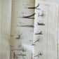 1744 NATURAL HISTORY of the POLYPES ILLUSTRATED w/ 22 engraved plates ANTIQUE