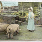 1910 ANTIQUE POSTCARD CORN FED IOWA PIGS