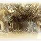 RPPC ANTIQUE UNDIVIDED PHOTO POSTCARD BANYAN TREE COCONUT GROVE MIAMI FLORIDA