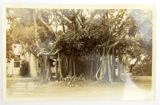 RPPC ANTIQUE UNDIVIDED PHOTO POSTCARD BANYAN TREE COCONUT GROVE MIAMI FLORIDA