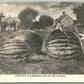 CARVING WATERMELONS IN OKLAHOMA EXAGGERATED 1908 ANTIQUE POSTCARD