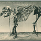 TRENTON NJ MUSEUM MASTODON SKELETON ANTIQUE POSTCARD